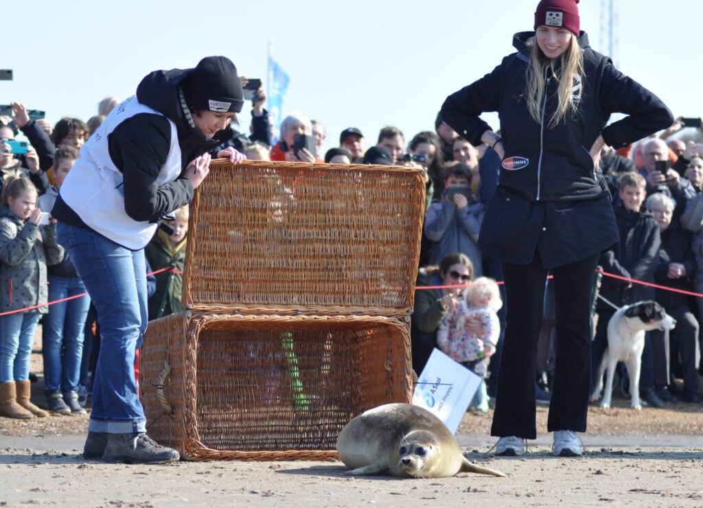 Tijdens een speciale ceremonie werden drie geredde zeehonden vrijgelaten op het strand bij Stellendam.