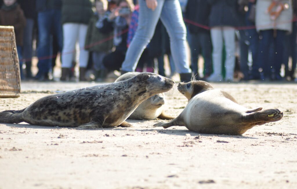 Na een korte gewenningsperiode op het strand verdwenen alle drie de zeehonden in het water.